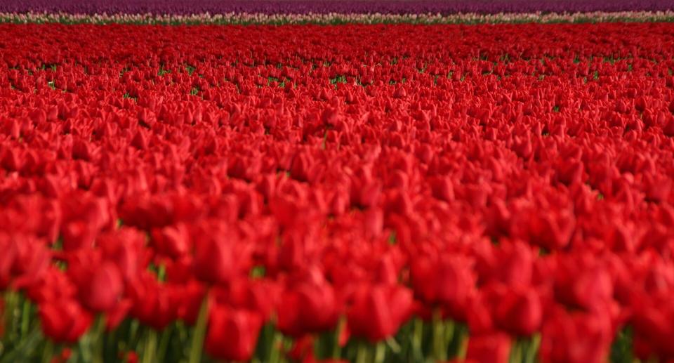 地平線まで続く深紅のチューリップ畑と、その奥に帯のように広がる紫のチューリップ。