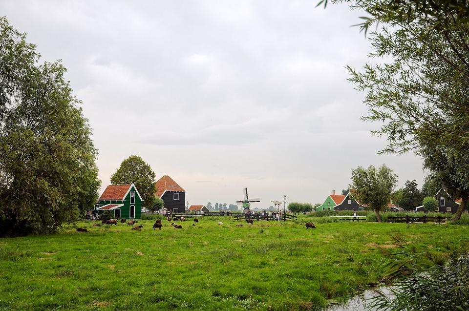 Sheep grazing in a green meadow in front of green-painted wooden barns and a windmill.