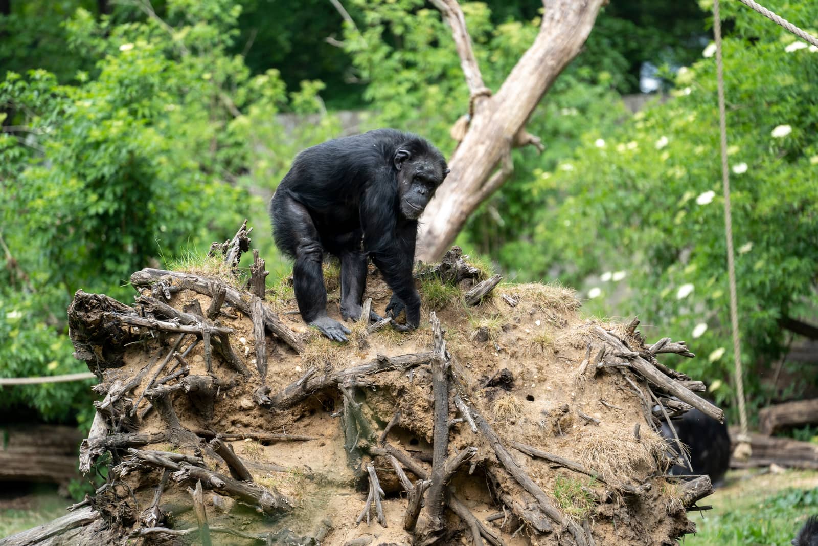 Een chimpansee op de aarden heuvel van het buitenverblijf in Burgers' Zoo in Arnhem