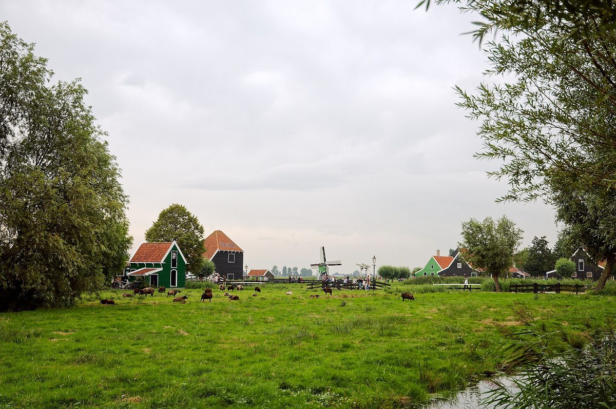Schapen grazen in een groene wei voor groengeschilderde houten schuren en een molen.
